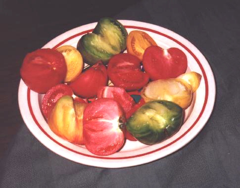 tomatoes